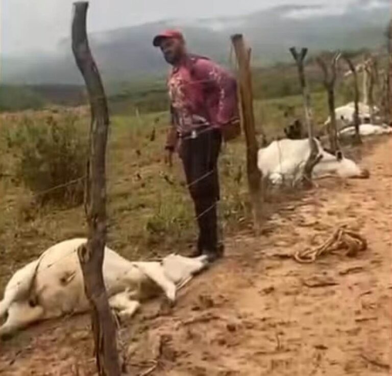 Oito-bovinos-morrem-apos-serem-atingidos-por-raio-na-Bahia-Foto-Boquira-em-Acao-261125