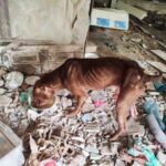 PM-resgata-cachorro-em-situacao-de-maus-tratos-Foto-28oBPM-061125