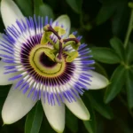 Passiflora-veja-como-fazer-a-trepadeira-encher-de-flores-e-ainda-atrair-borboletas-1280x720-1