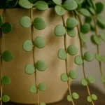 Peperomia-Hope-veja-como-deixar-os-ramos-pendentes-mais-longos-e-cheios-1280x720-1