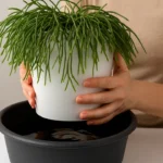 Ripsalis-a-tecnica-de-rega-por-imersao-que-evita-fungos-e-deixa-os-pendentes-exuberantes-1280x720-1