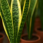 Sansevieria-o-truque-que-faz-a-espada-de-sao-jorge-crescer-reta-e-forte-1280x720-1