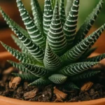 Veja-como-cultivar-suculenta-Haworthia-e-evitar-o-apodrecimento-das-raizes-1280x720-1