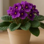 Violeta-4-erros-que-impedem-a-planta-de-florescer-de-forma-continua-1280x720-1