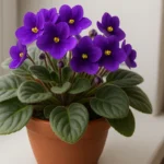 Violeta-africana-o-adubo-caseiro-que-faz-florescer-mesmo-em-janelas-sem-sol-1280x720-1