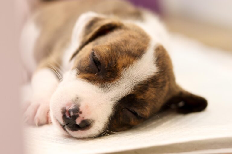 campanha-adocao-animais-foto-divulgacao-6