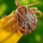 carrapato2_0-febre-maculosa-foto-prefeitura-de-jundiai