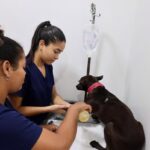 castracao-de-animais-fotos-Rebeca-Falcao-1