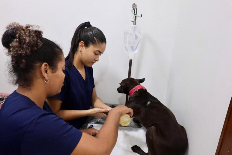 castracao-de-animais-fotos-Rebeca-Falcao-1