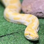 cobra-animal-exposicao-repteis-foto-divulgacao-