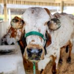 fenagro-evento-bahia-exposicao-animal-boi-vaca-bovino-foto-divulgacao