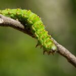 largata-inseto-foto-divulgacao-