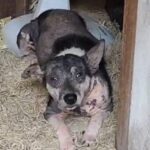 operacao-maus-tratos-animais-policia-civil-foto-reproducao