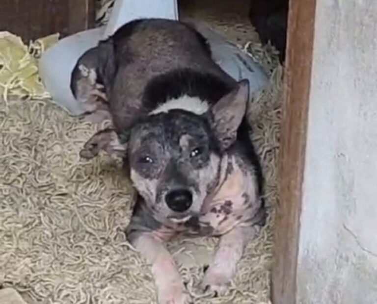 operacao-maus-tratos-animais-policia-civil-foto-reproducao