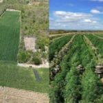 pes-de-maconha-foto-Cipe-Semiarido