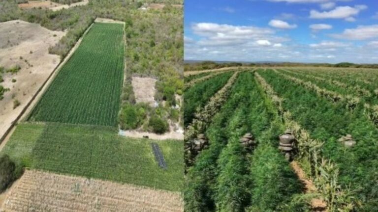 pes-de-maconha-foto-Cipe-Semiarido