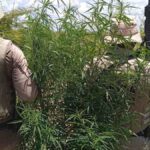 pes-de-maconha-foto-policia-militar