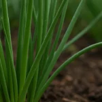 3-truques-para-ter-cebolinha-sempre-fresca-na-horta-mesmo-com-pouca-rega-1280x720-1