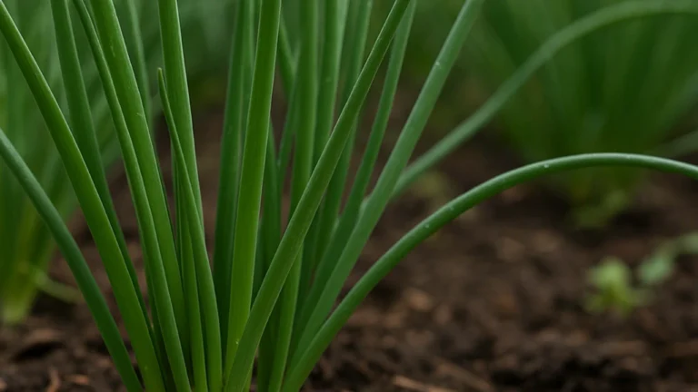 3-truques-para-ter-cebolinha-sempre-fresca-na-horta-mesmo-com-pouca-rega-1280x720-1