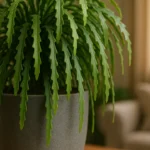 4-motivos-para-deixar-a-Rhipsalis-serrote-cair-livremente-e-criar-um-efeito-selva-chique-em-casa-1280x720-1