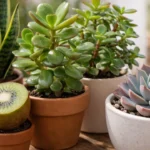 4-suculentas-faceis-que-nao-morrem-com-excesso-de-rega-ocasional-1280x720-1