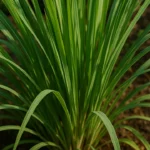 5-formas-de-usar-o-capim-limao-no-jardim-e-afastar-insetos-naturalmente-1280x720-1