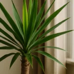 5-motivos-tecnicos-que-fazem-da-Yucca-uma-planta-indestrutivel-mesmo-para-iniciantes-1280x720-1