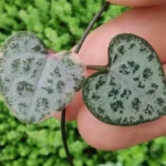 6-detalhes-curiosos-dos-Coracoes-emaranhados-que-mostram-por-que-essa-suculenta-e-puro-charme-1280x720-1