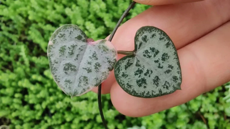 6-detalhes-curiosos-dos-Coracoes-emaranhados-que-mostram-por-que-essa-suculenta-e-puro-charme-1280x720-1