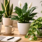 6-plantas-para-escritorio-que-reduzem-estresse-visual-e-pedem-pouca-luz-1280x720-1