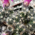 6-razoes-para-tratar-o-Trichodiadema-densum-como-bonsai-controle-total-estetica-e-resistencia-1280x720-1