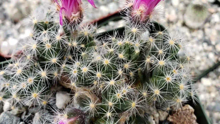 6-razoes-para-tratar-o-Trichodiadema-densum-como-bonsai-controle-total-estetica-e-resistencia-1280x720-1