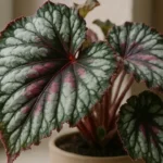 7-truques-para-manter-a-begonia-rex-com-folhas-vibrantes-mesmo-em-locais-umidos-1280x720-1