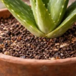 A-babosa-que-apodrece-no-vaso-sempre-mostra-o-mesmo-alerta-e-ele-aparece-primeiro-no-substrato-1280x720-1