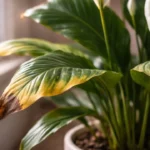 A-reacao-silenciosa-do-lirio-da-paz-a-agua-clorada-que-voce-so-percebe-quando-ja-e-tarde-1280x720-1