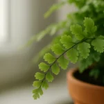 Avenca-como-manter-a-umidade-ideal-e-evitar-que-as-folhas-sequem-mesmo-no-calor-1280x720-1