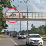 Cavalo-em-Passarela-Novo-Horizonte-Foto-Enviada-pelo-WhatsApp-291225