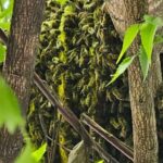 Colmeia-em-arvore-Foto-Paulo-Jose-Acorda-Cidade-4