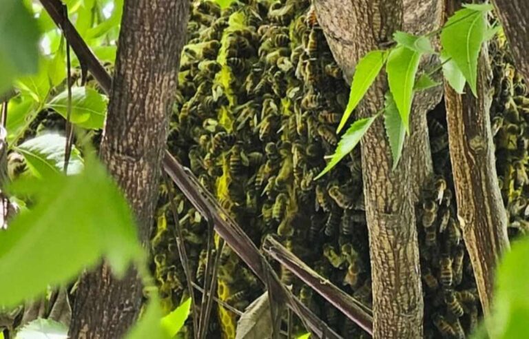 Colmeia-em-arvore-Foto-Paulo-Jose-Acorda-Cidade-4