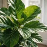 Como-a-posicao-do-ficus-lyrata-na-sala-define-se-ele-perde-folhas-ou-brota-continuamente-1280x720-1