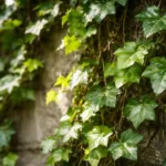 Crescimento-ralo-na-hera-costuma-ser-efeito-de-sombra-excessiva-1280x720-1