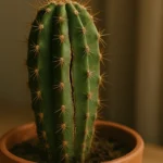 E-assim-que-voce-deve-cuidar-de-cactos-para-evitar-rachaduras-e-apodrecimento-oculto-1280x720-1