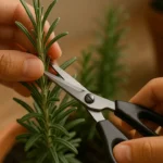 E-assim-que-voce-deve-cuidar-do-alecrim-para-manter-aroma-forte-e-crescimento-equilibrado-1280x720-1