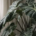 Mesmo-em-ambientes-claros-a-alocasia-amazonica-pode-perder-forca-1280x720-1