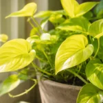 Mesmo-perto-da-janela-a-jiboia-neon-pode-desbotar-por-um-detalhe-de-luz-1280x720-1