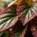 Molhar-as-folhas-da-begonia-parece-inofensivo-mas-desencadeia-um-processo-que-muita-gente-desconhece-1280x720-1