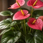 Mover-o-anturio-pela-casa-parece-inofensivo-mas-interrompe-um-processo-essencial-da-planta-1280x720-1