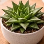 O-aviso-sutil-da-haworthia-limifolia-antes-de-sofrer-estresse-sem-dar-sinais-claros-1280x720-1