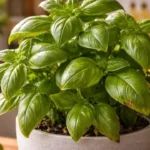 O-calor-da-cozinha-que-muda-o-comportamento-do-manjericao-e-reduz-sua-potencia-aromatica-1280x720-1