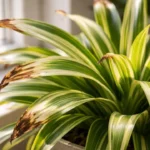 O-clorofito-queimado-no-sol-da-janela-revela-um-erro-comum-que-muita-gente-nao-nota-1280x720-1